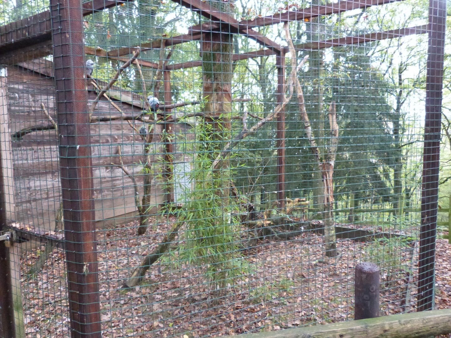 African grey parrots - Parc animalier de Bouillon