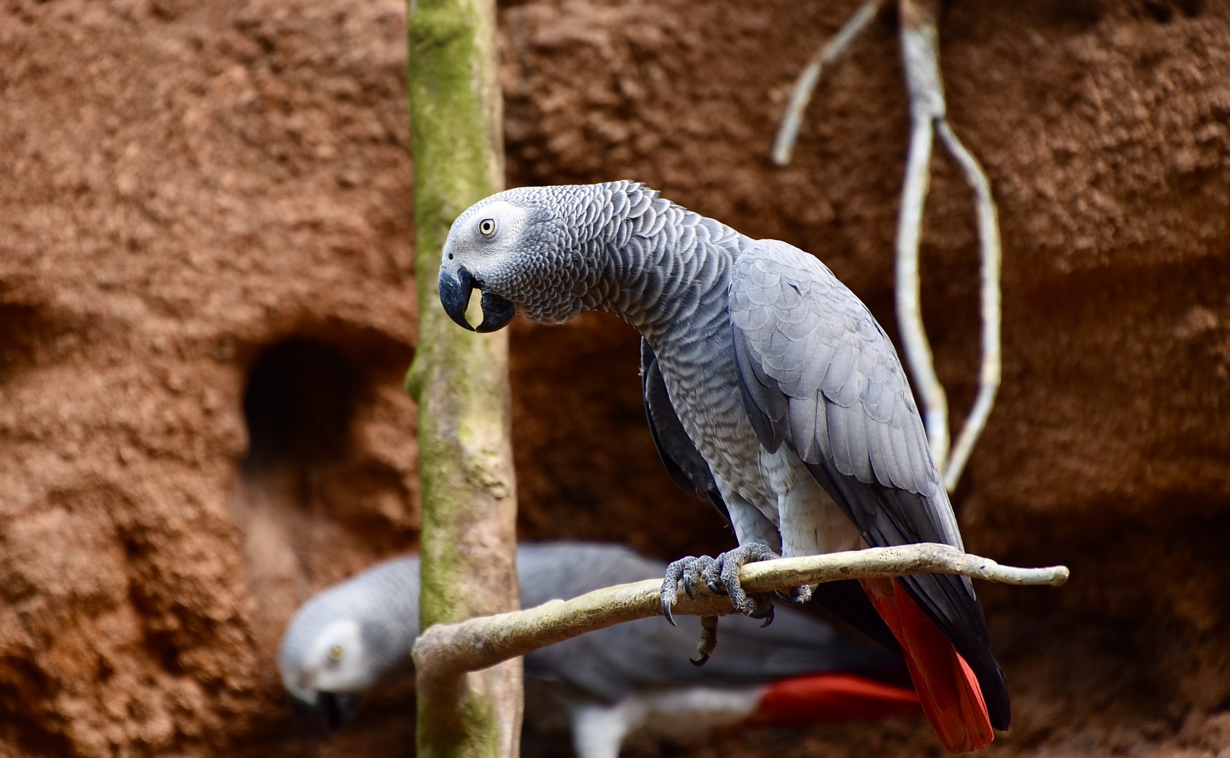African Grey Parrots (Psittacus erithacus)