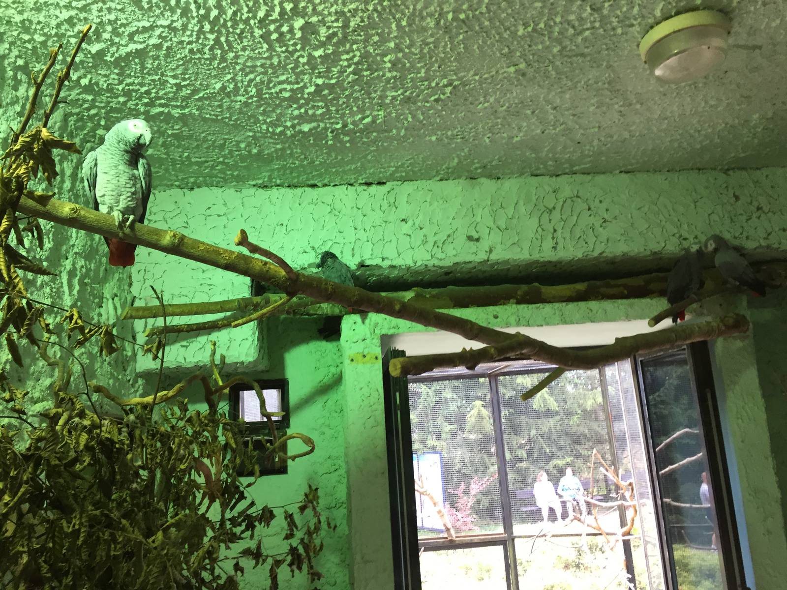 African Grey Parrots - Zoo Gdansk 20.07.16.