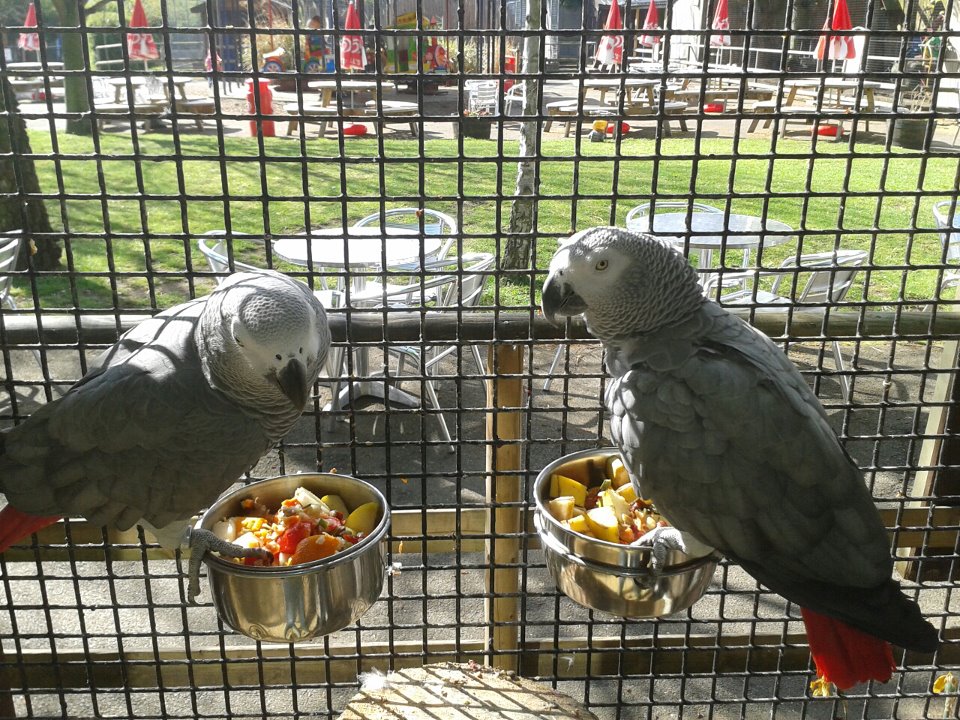 African Grey Parrots