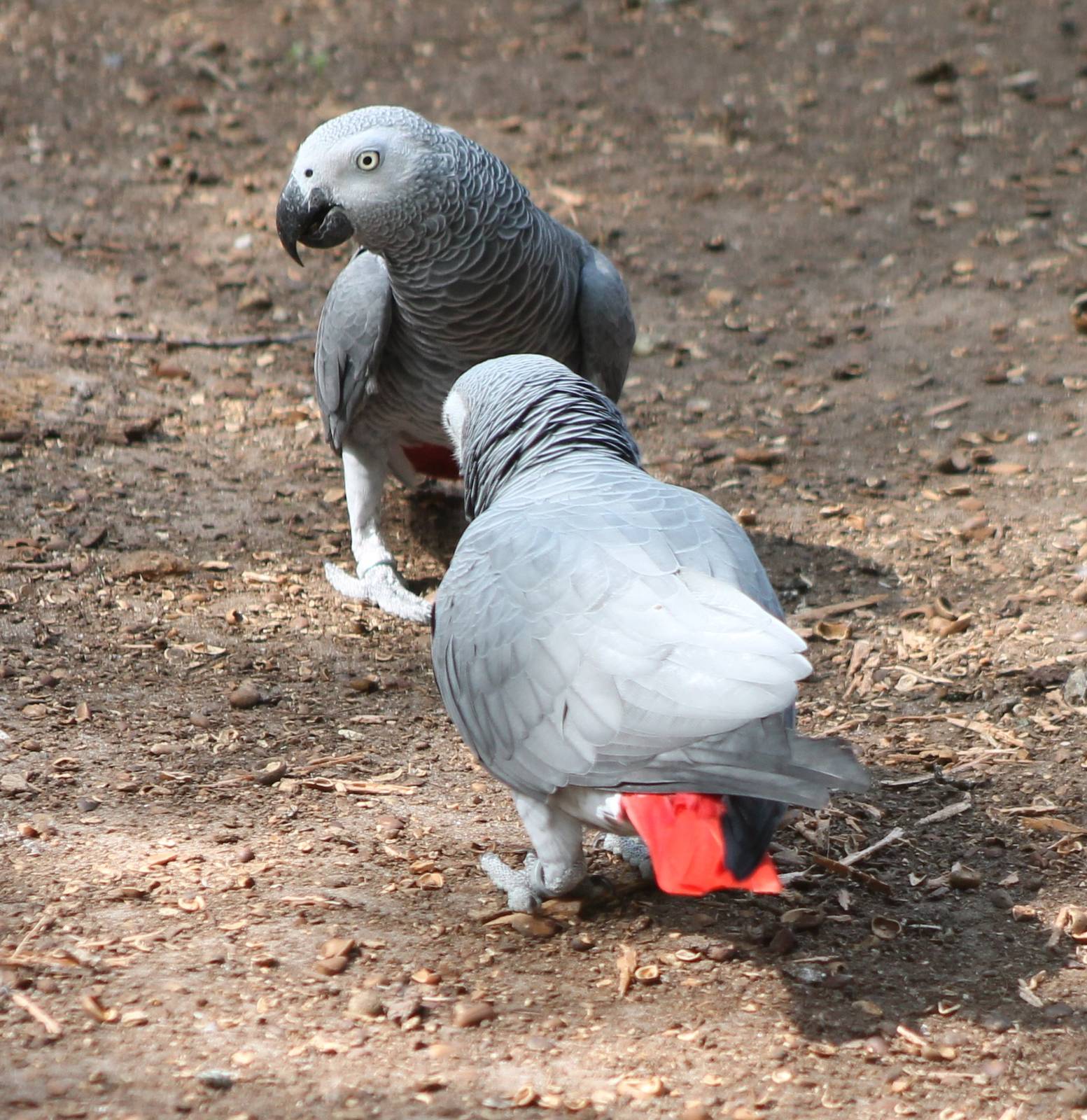 African grey parrots