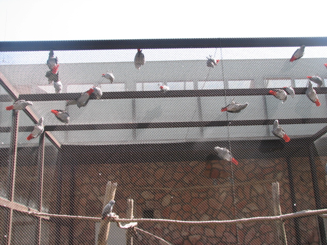 African grey parrots