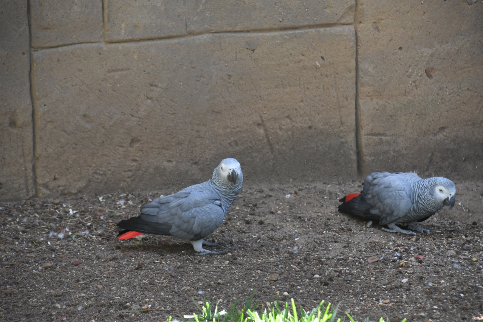 African Grey Parrots