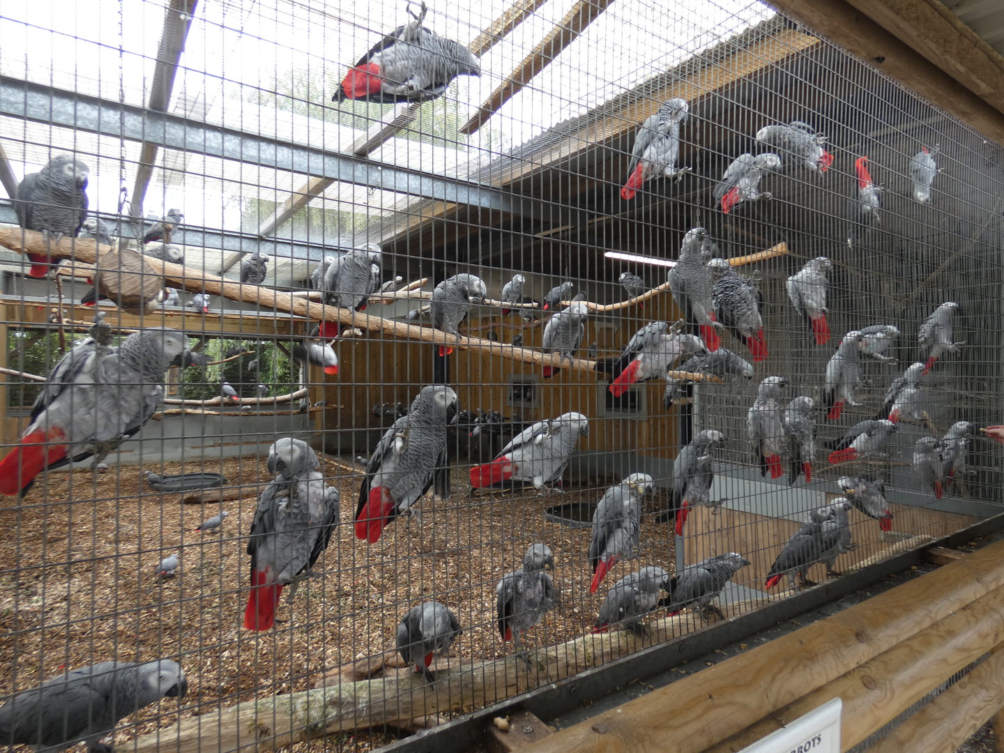African grey parrots