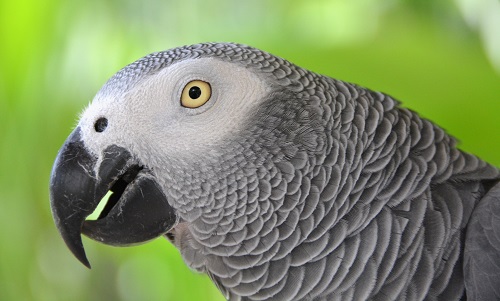 African grey Portrait