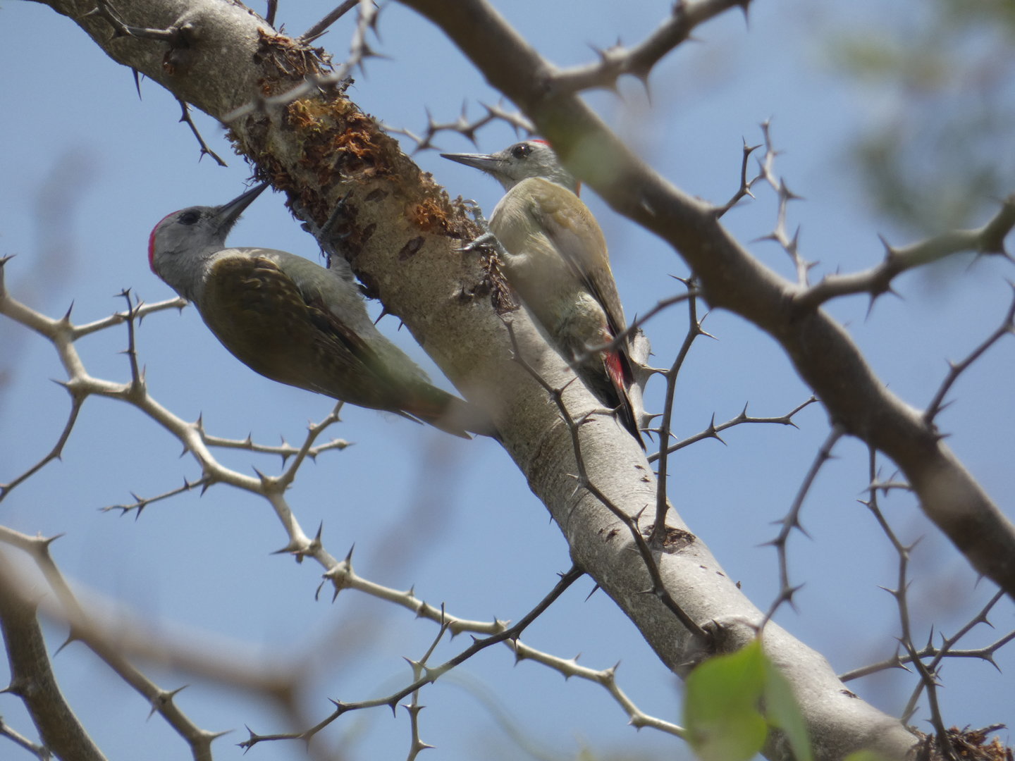 African grey woodpeckers
