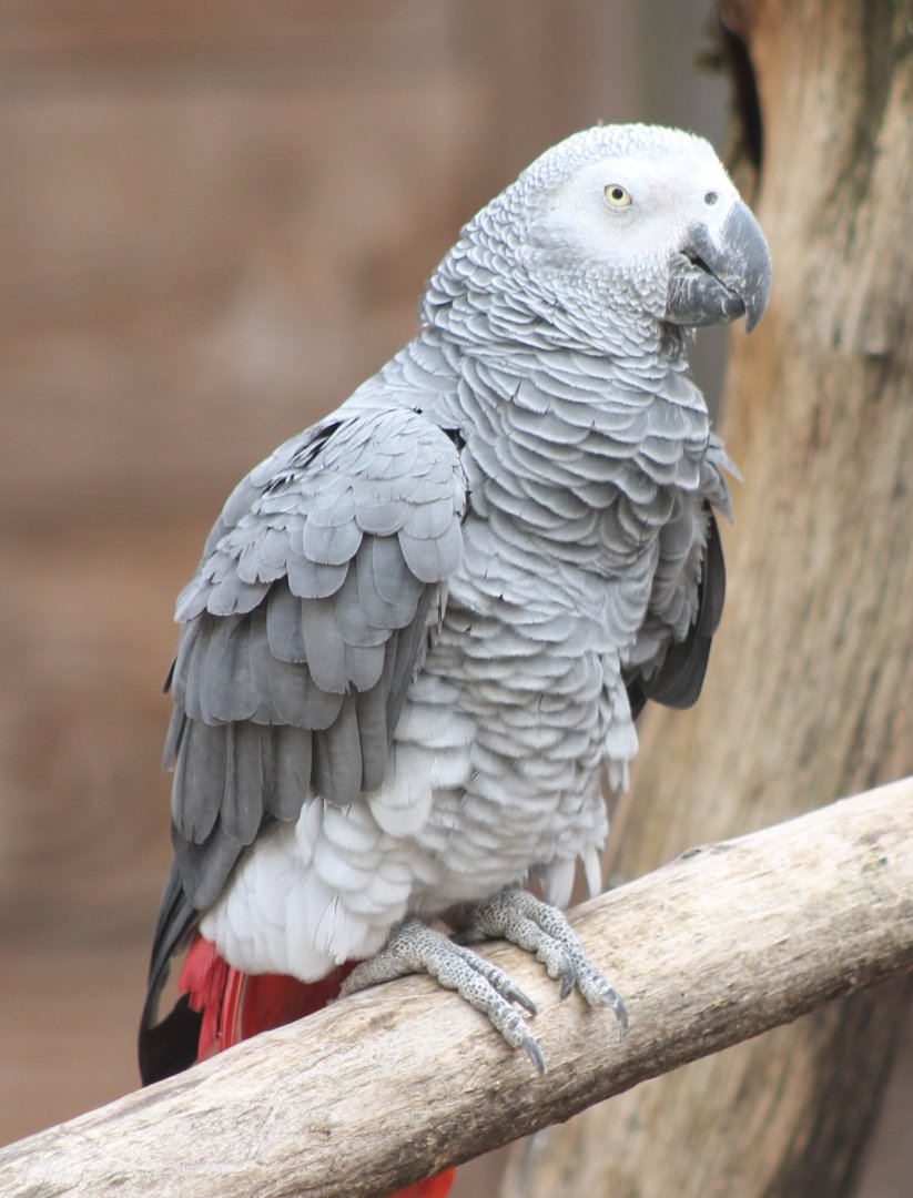 African grey