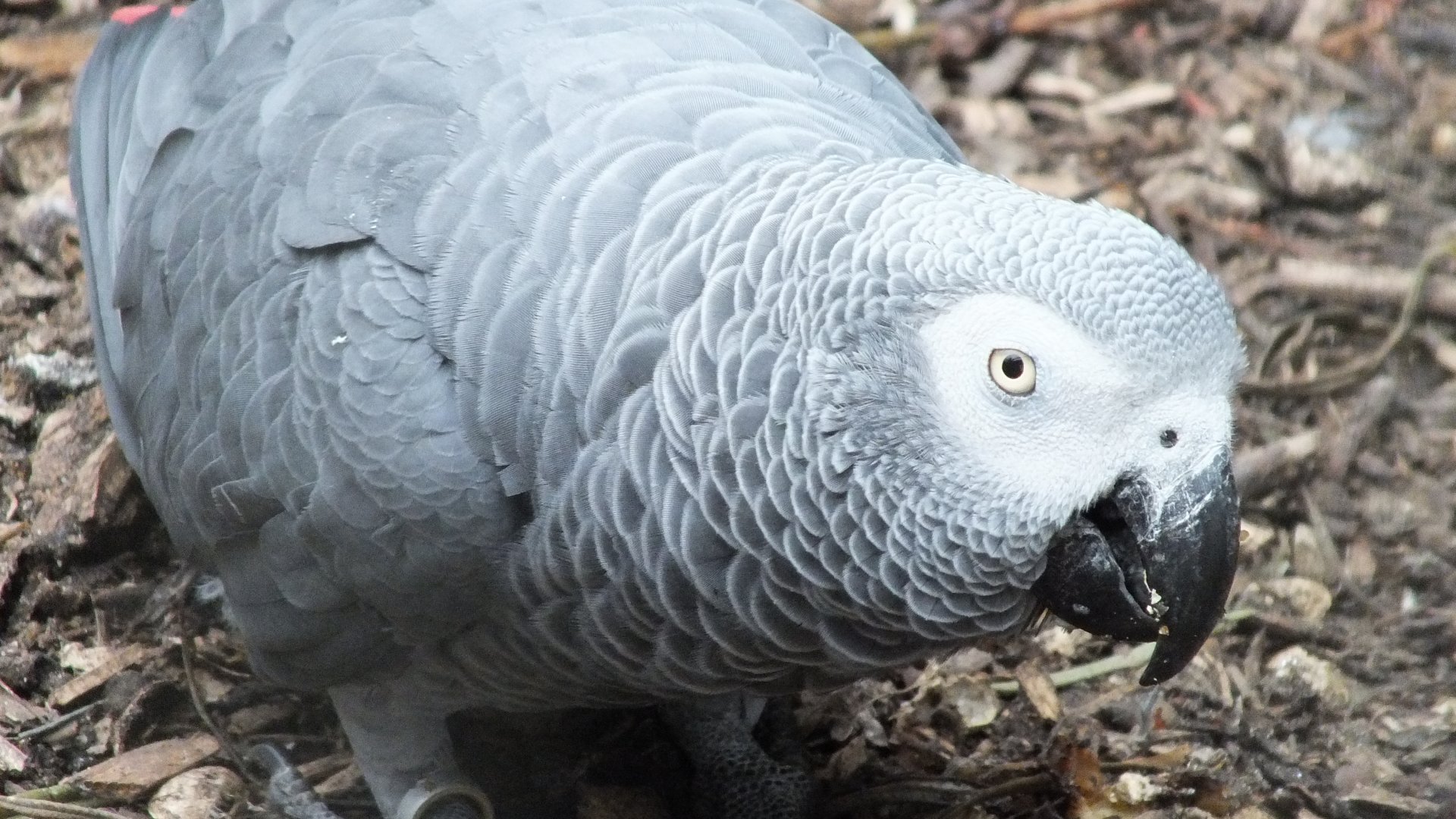 African Grey