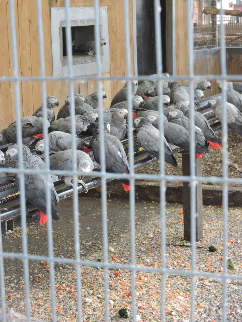 African Greys en masse