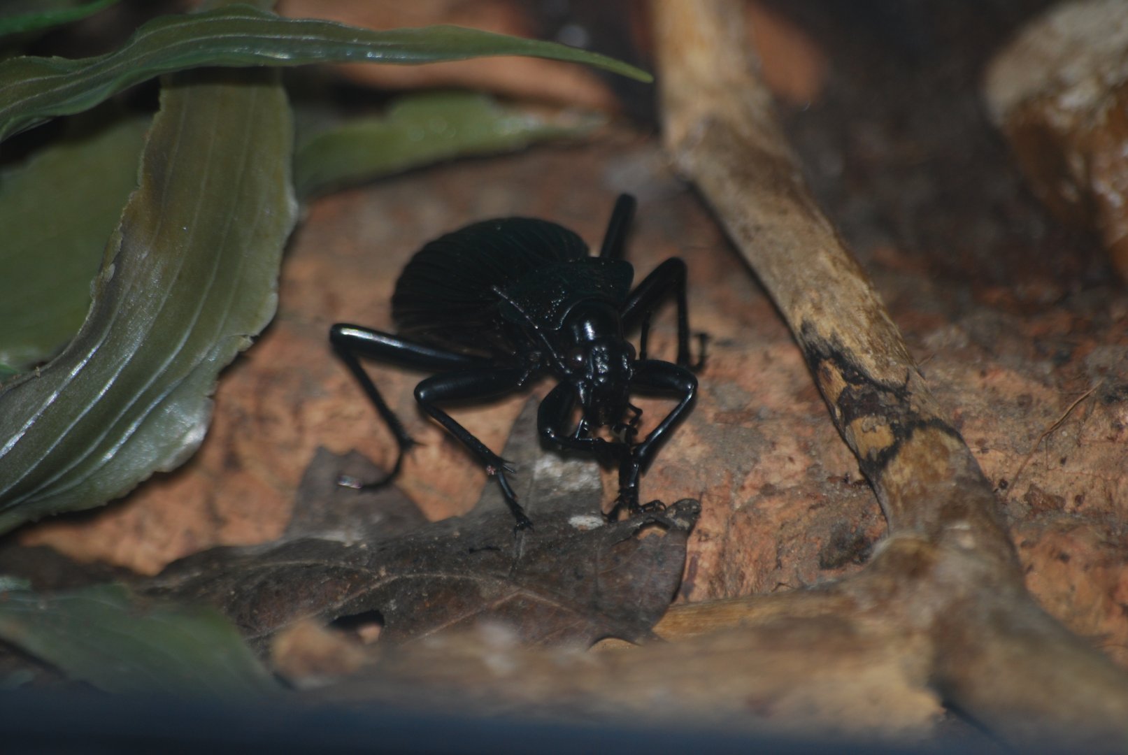 African ground beetle