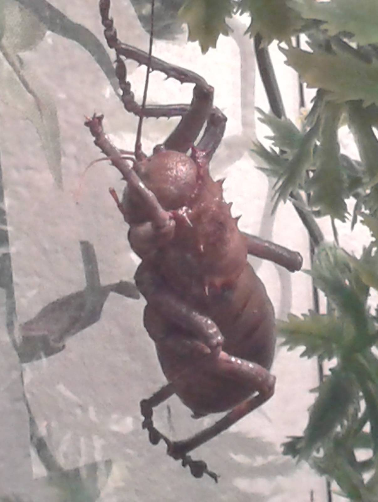 African ground-cricket