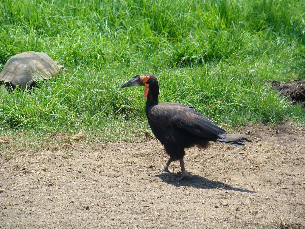 African Ground Hornbill and African Spurred at the Santa Barbara Zoo