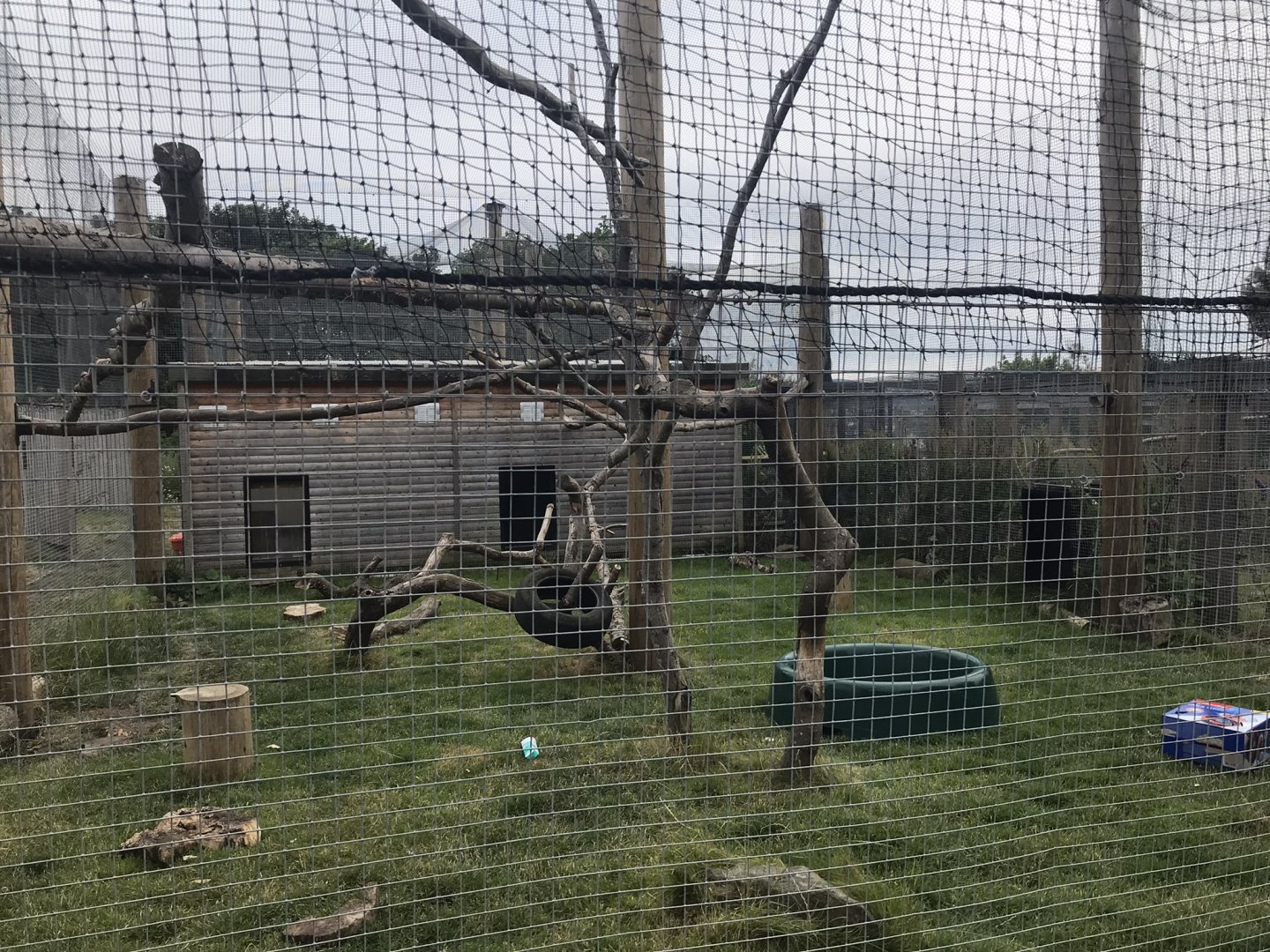 African ground hornbill enclosure