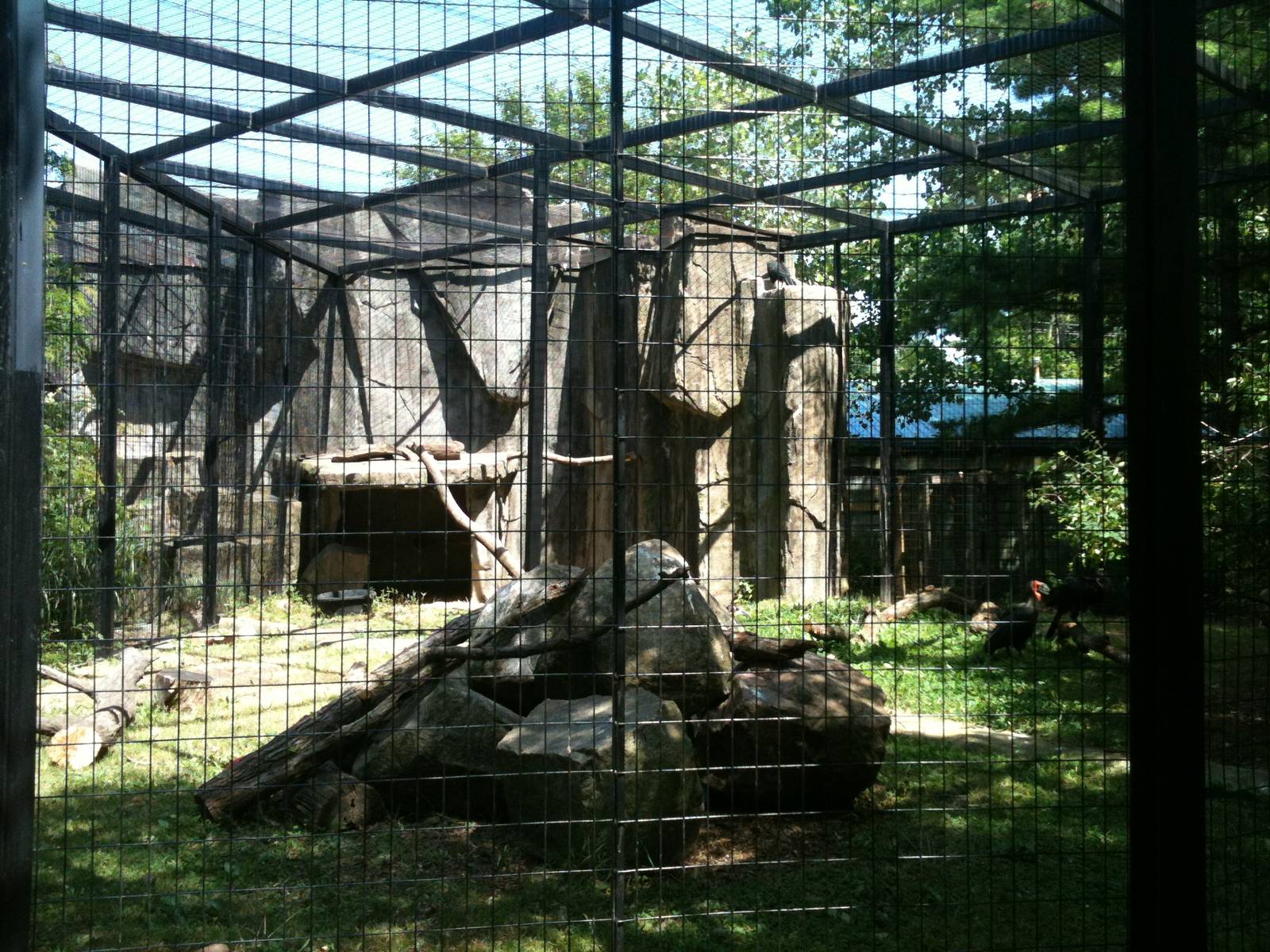 African Ground Hornbill Exhibit