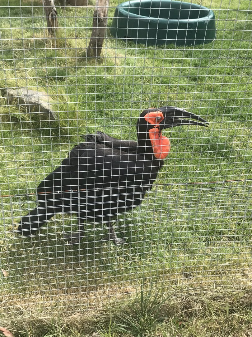 African ground hornbill