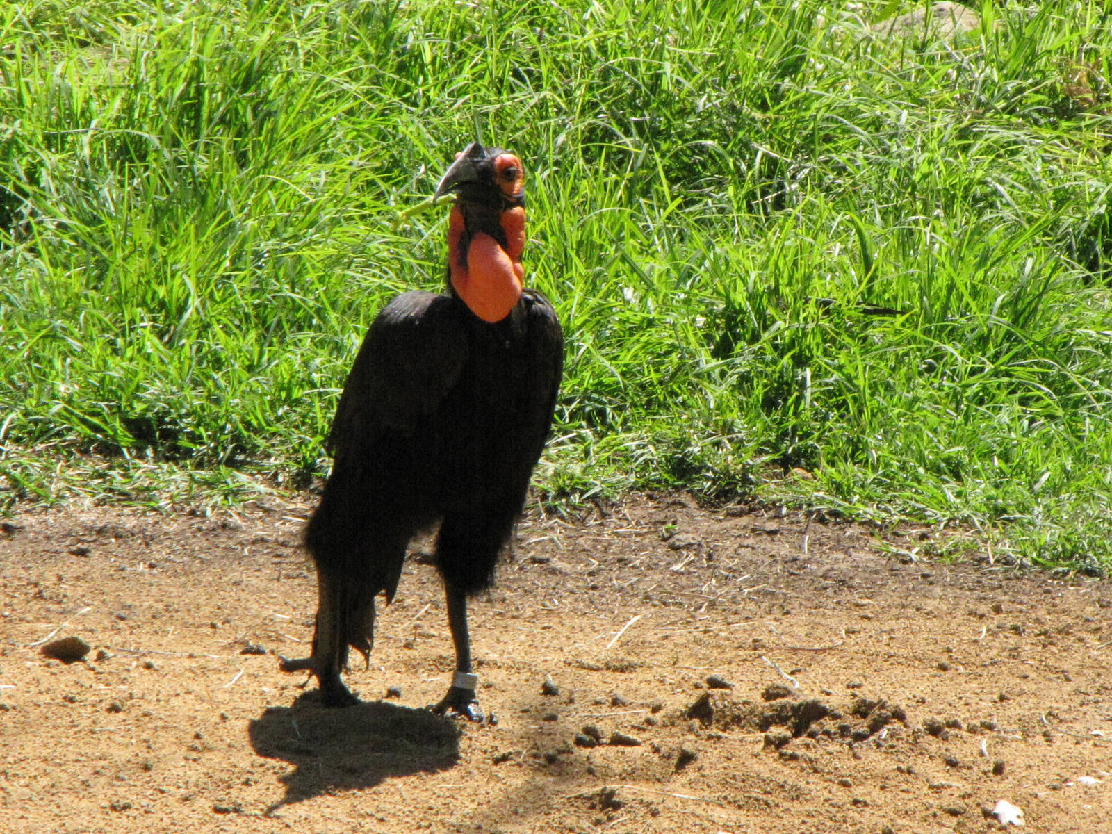 African Ground Hornbill