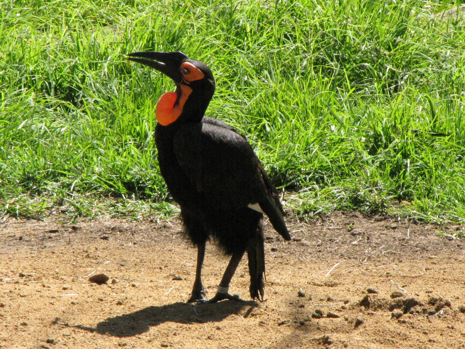 African Ground Hornbill