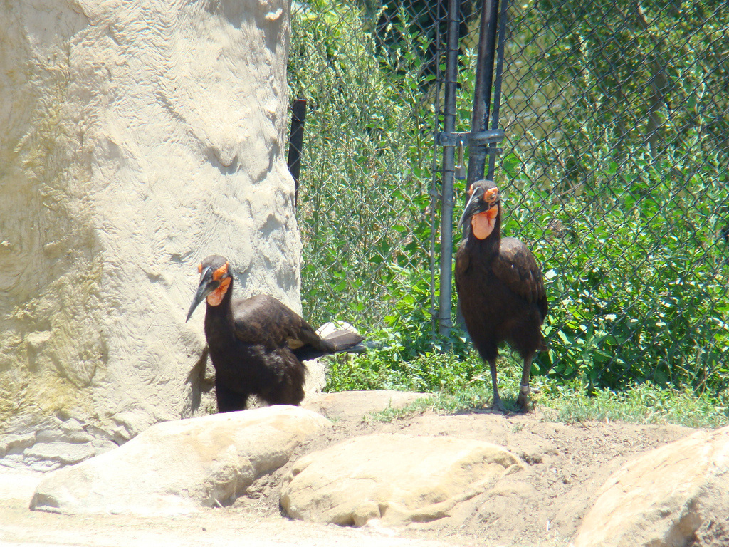 African Ground Hornbills at the Santa Barbara Zoo