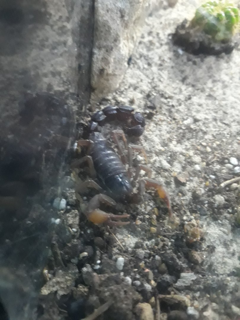 African ground scorpion