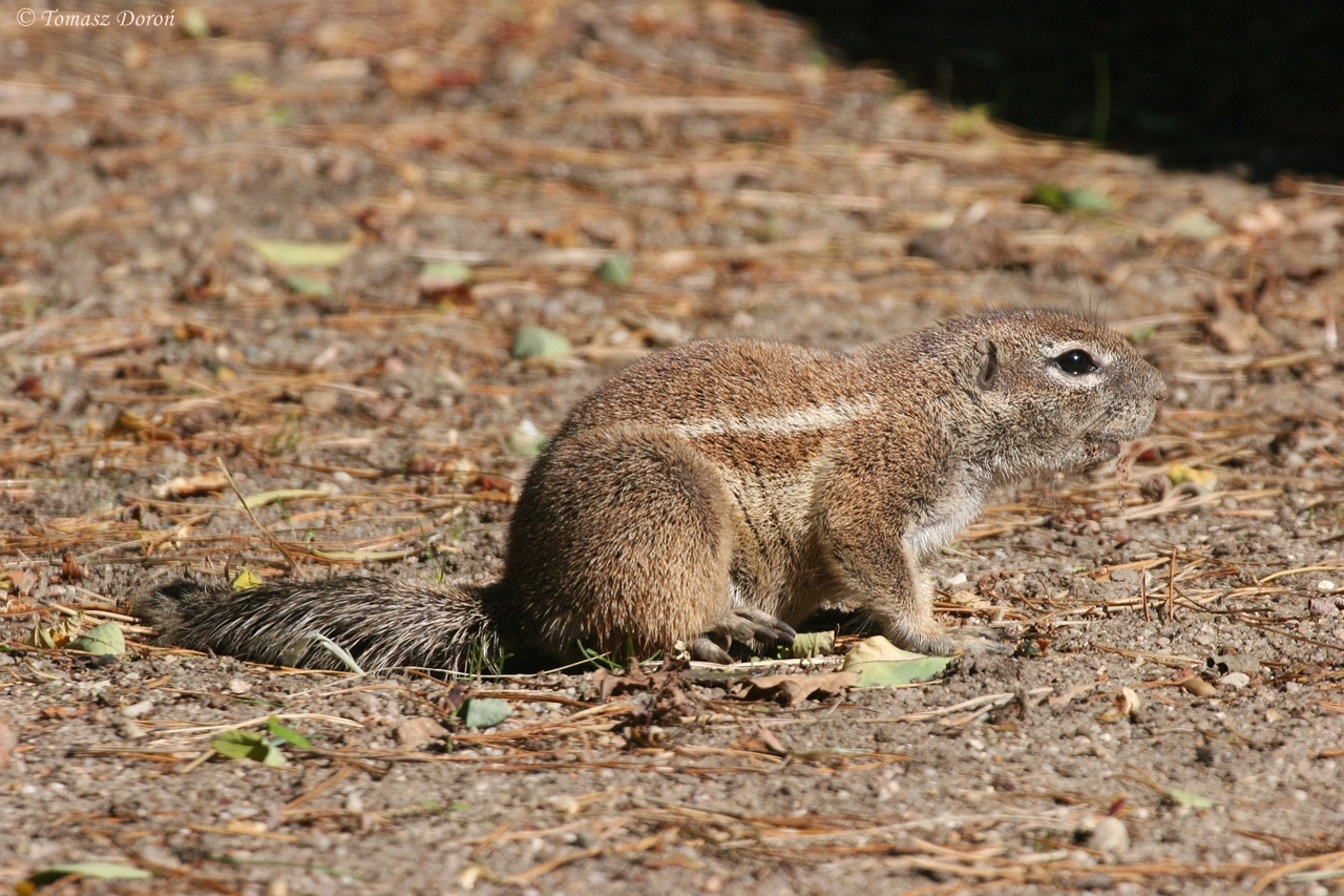African Ground Squirrel (Xerus inauris)