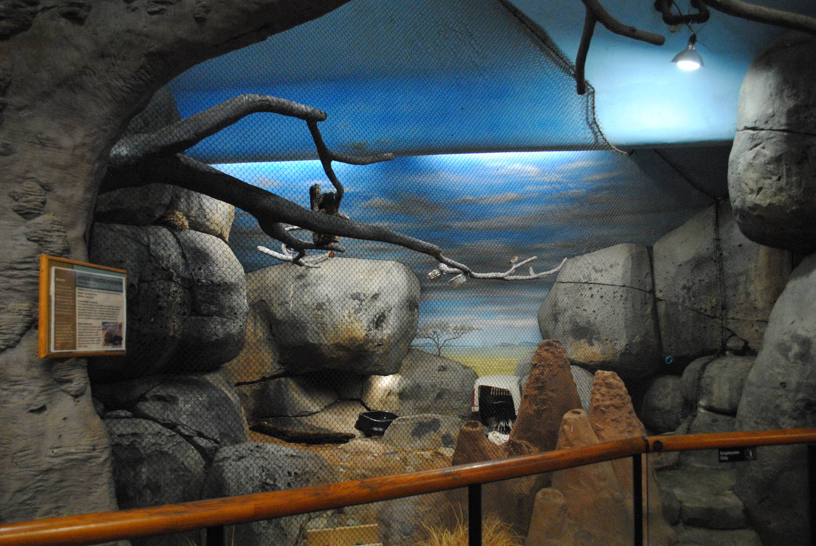 African Hall - African Crested Porcupine exhibit