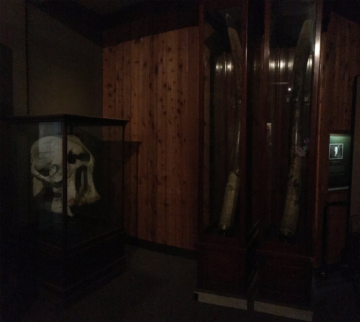 African Hall African Elephant Skull & Tusks