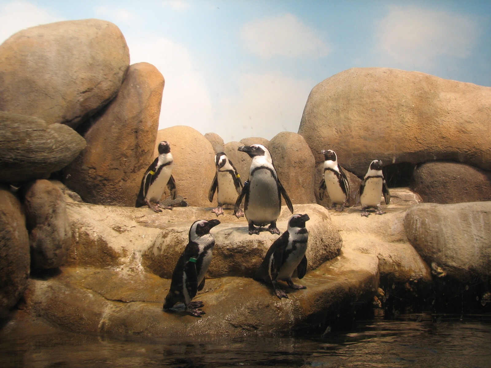 African Hall - African Penguin Exhibit