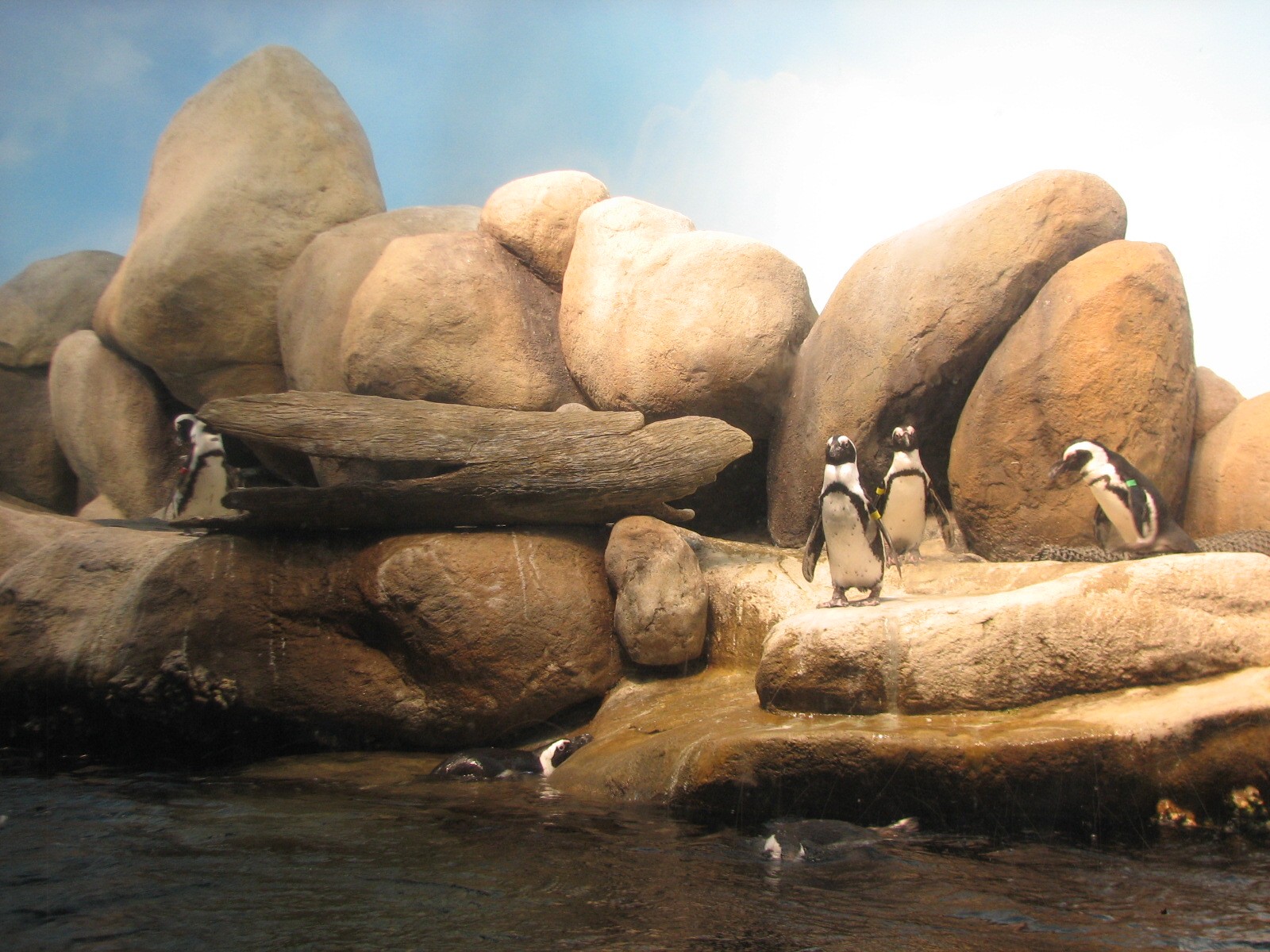 African Hall - African Penguin Exhibit
