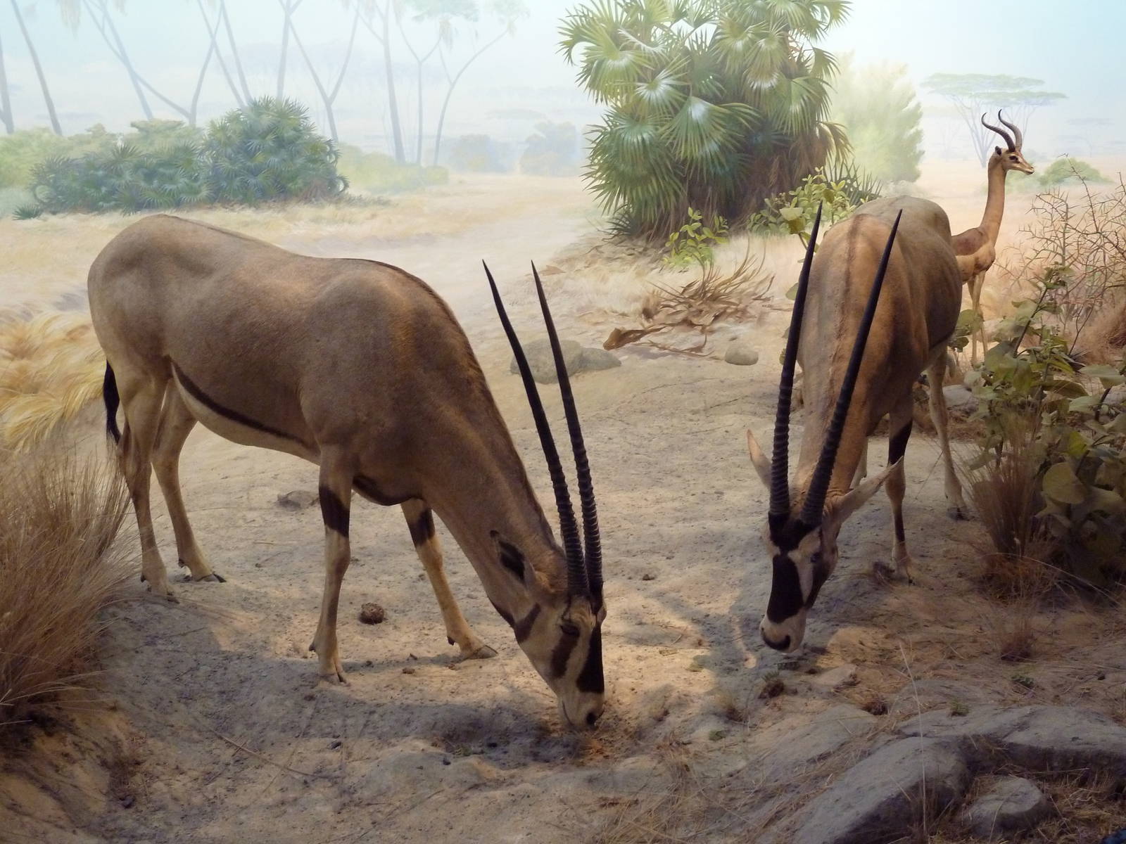 African Hall - Beisa Oryx/Gerenuk Diorama