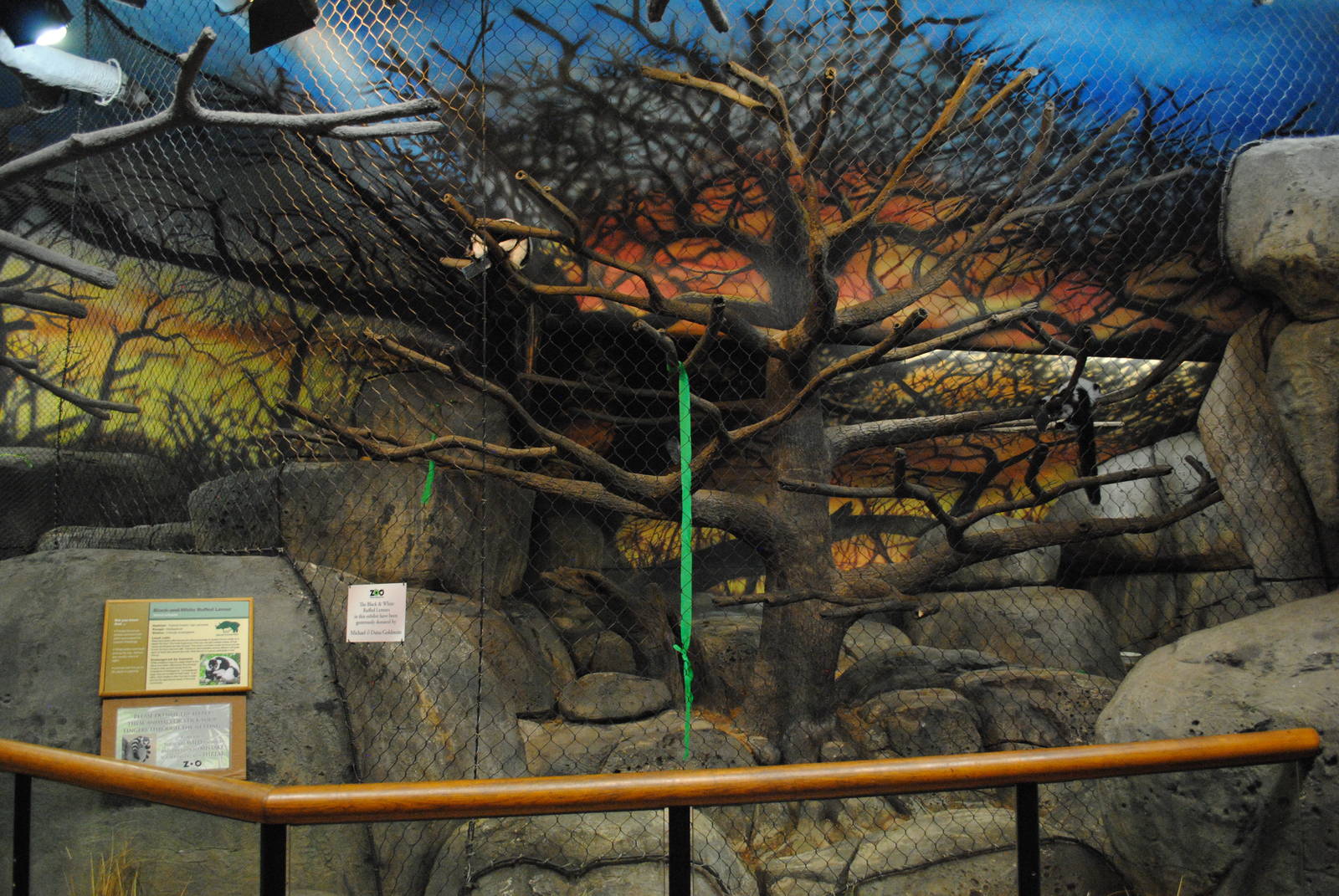 African Hall - Black-and-white Ruffed Lemurs exhibit