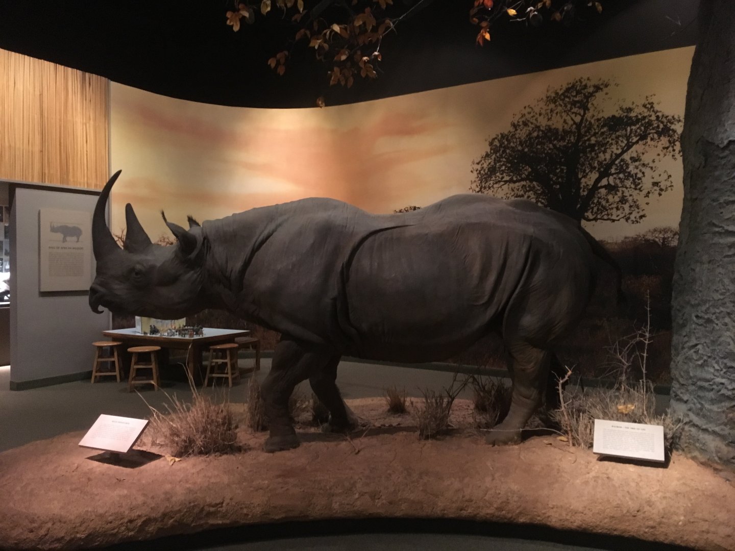 African Hall Black Rhinoceros