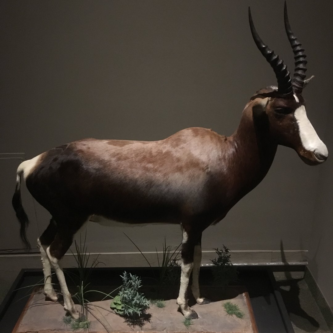 African Hall Bontebok