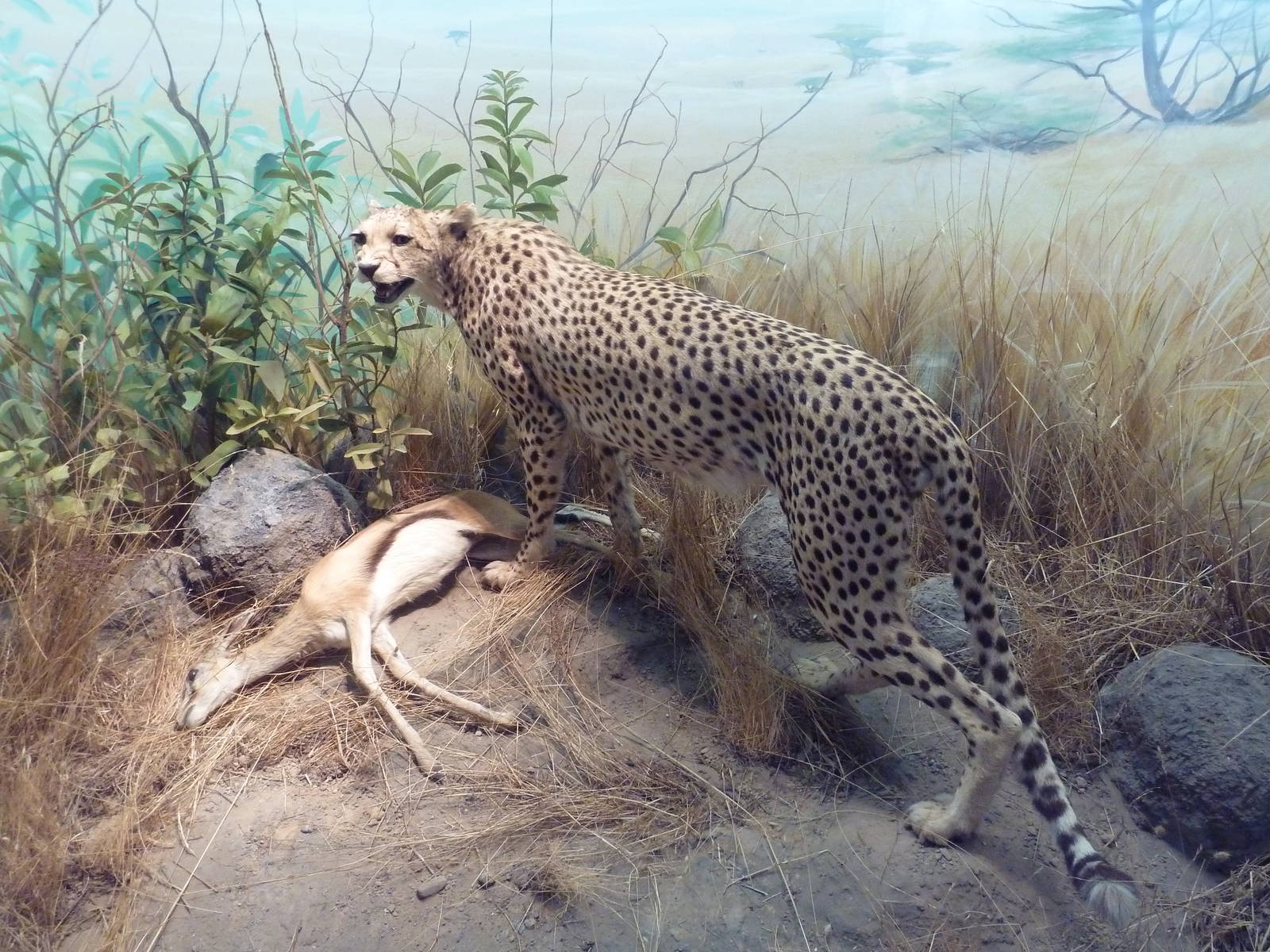African Hall - Cheetah Diorama