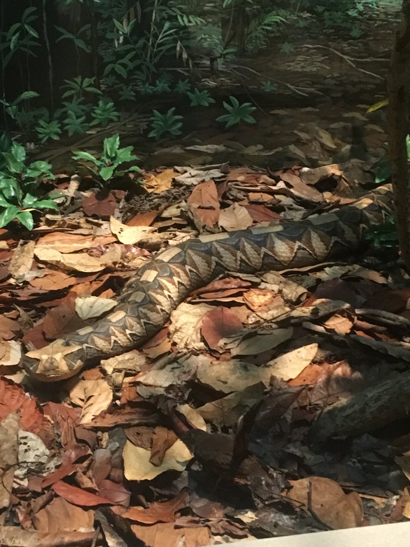 African Hall Gaboon Viper