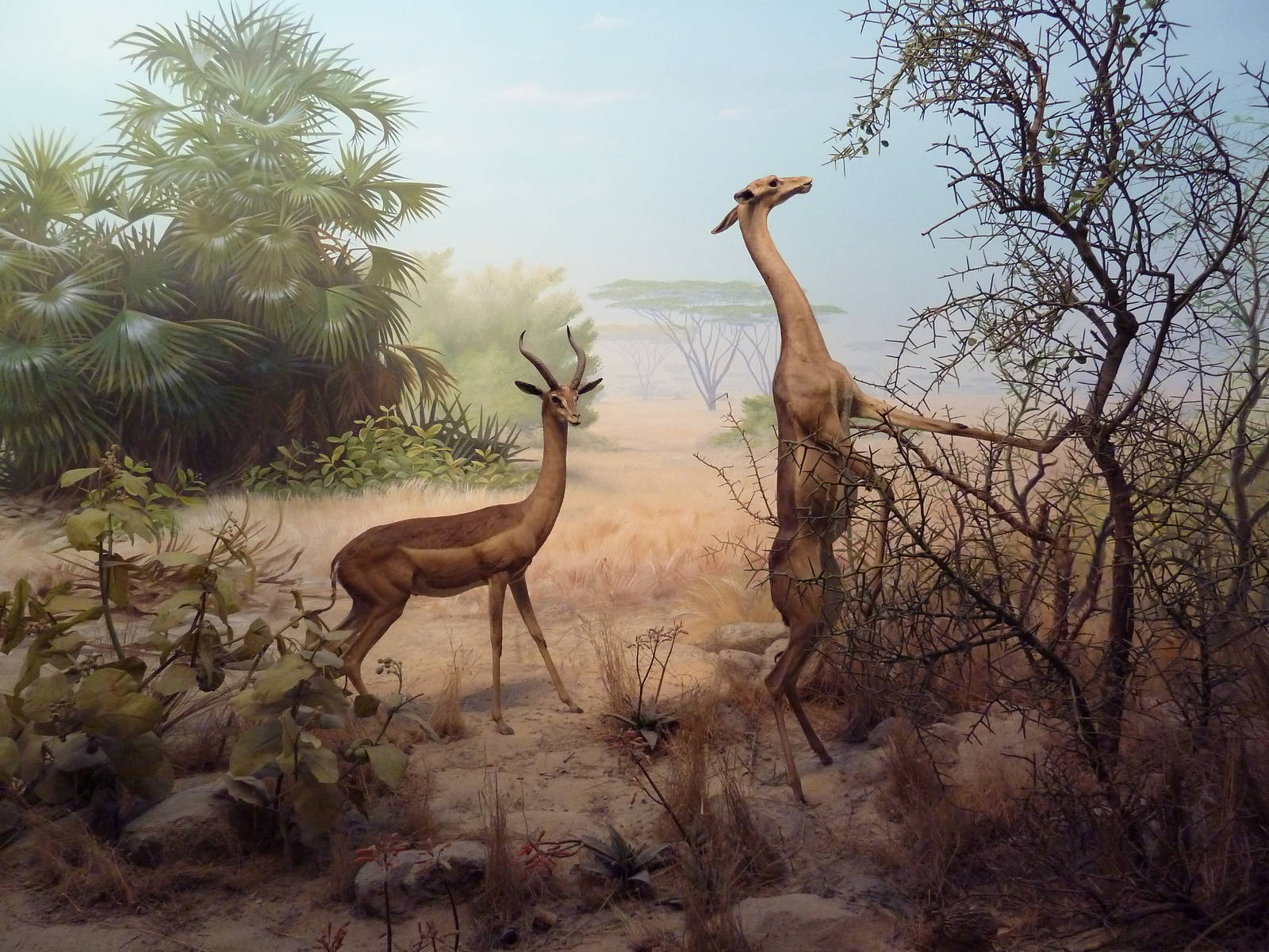 African Hall - Gerenuk Diorama