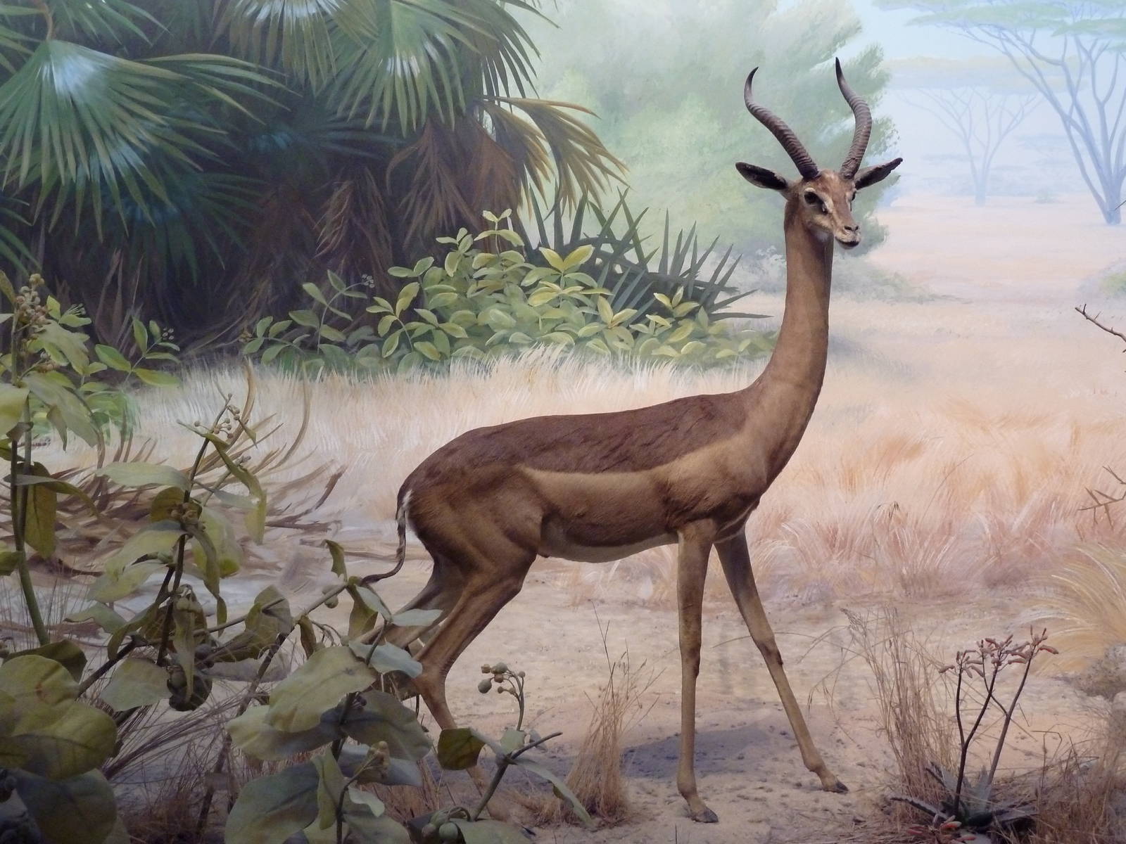 African Hall - Gerenuk Diorama