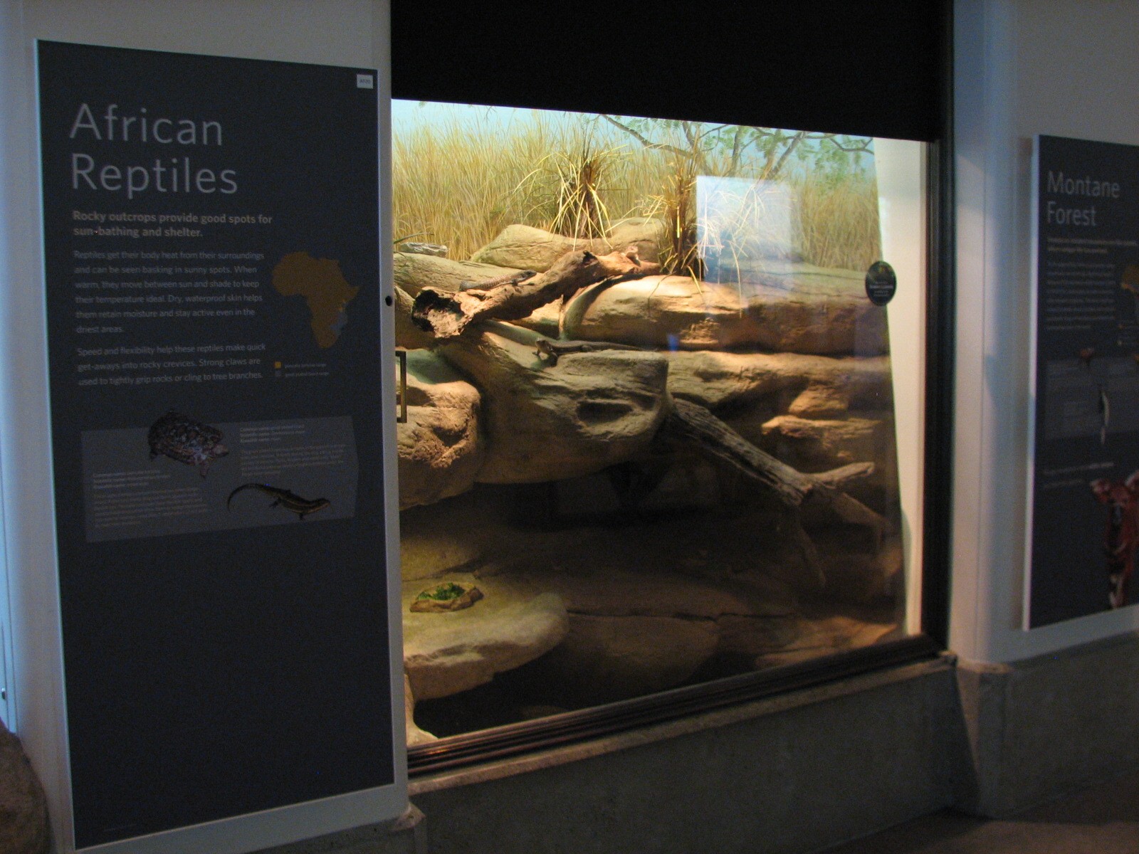 African Hall - Great Plated Lizard and Pancake Tortoise Exhibit Exhibit