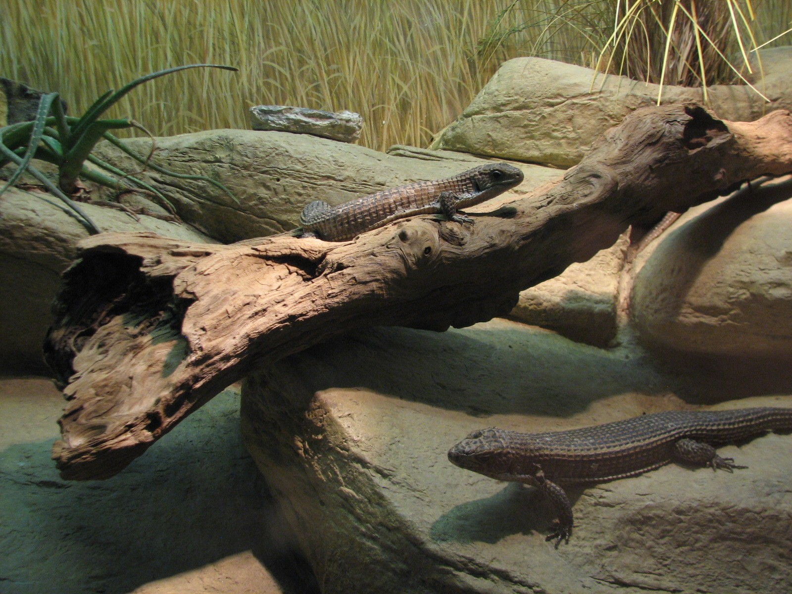 African Hall - Great Plated Lizard and Pancake Tortoise Exhibit