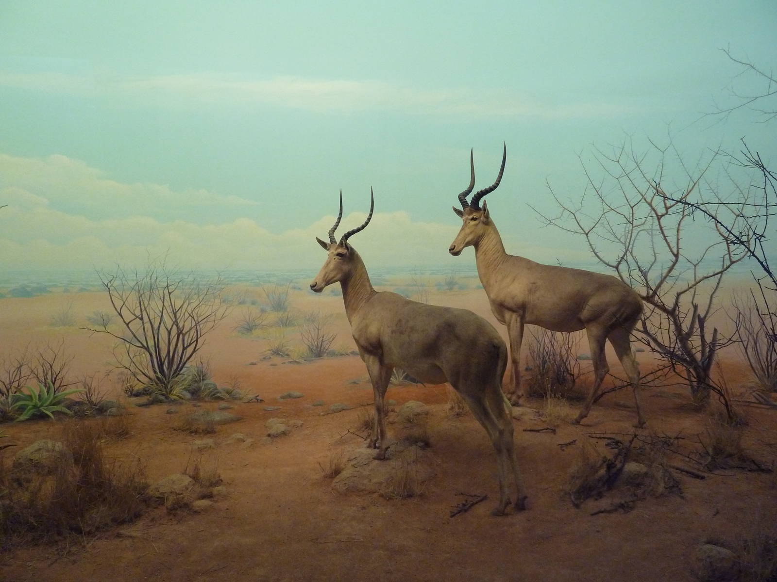 African Hall - Hunter's Hartebeest Diorama
