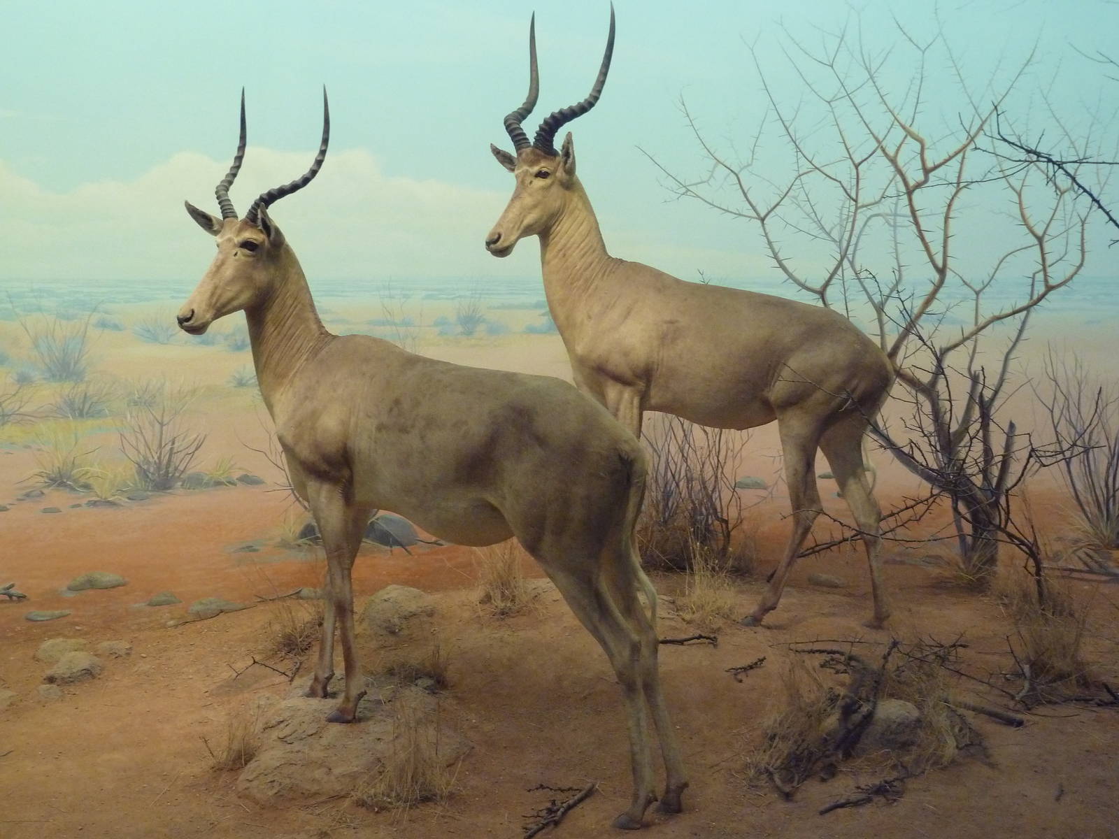 African Hall - Hunter's Hartebeest Diorama