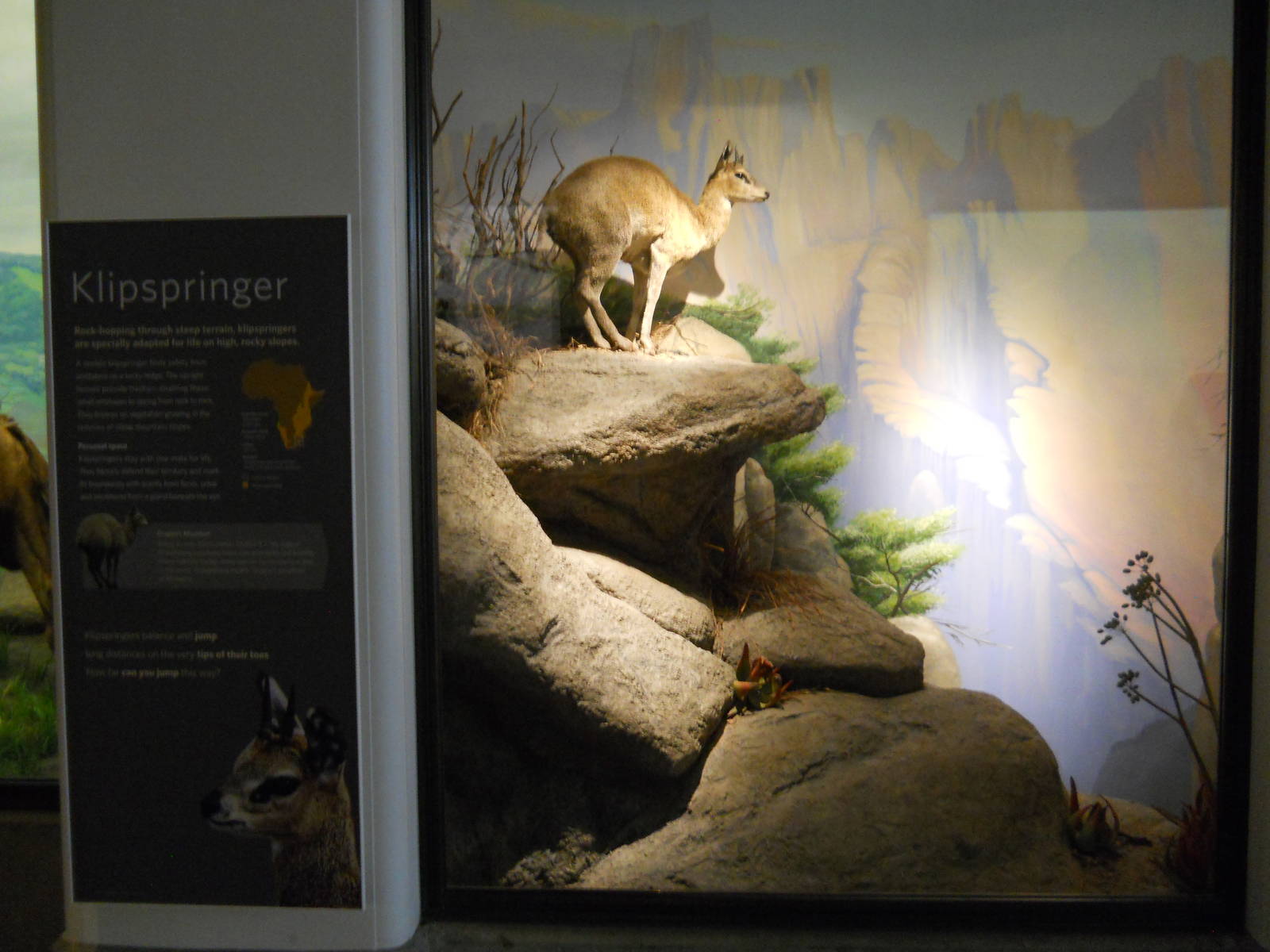 African Hall klipspringer diorama