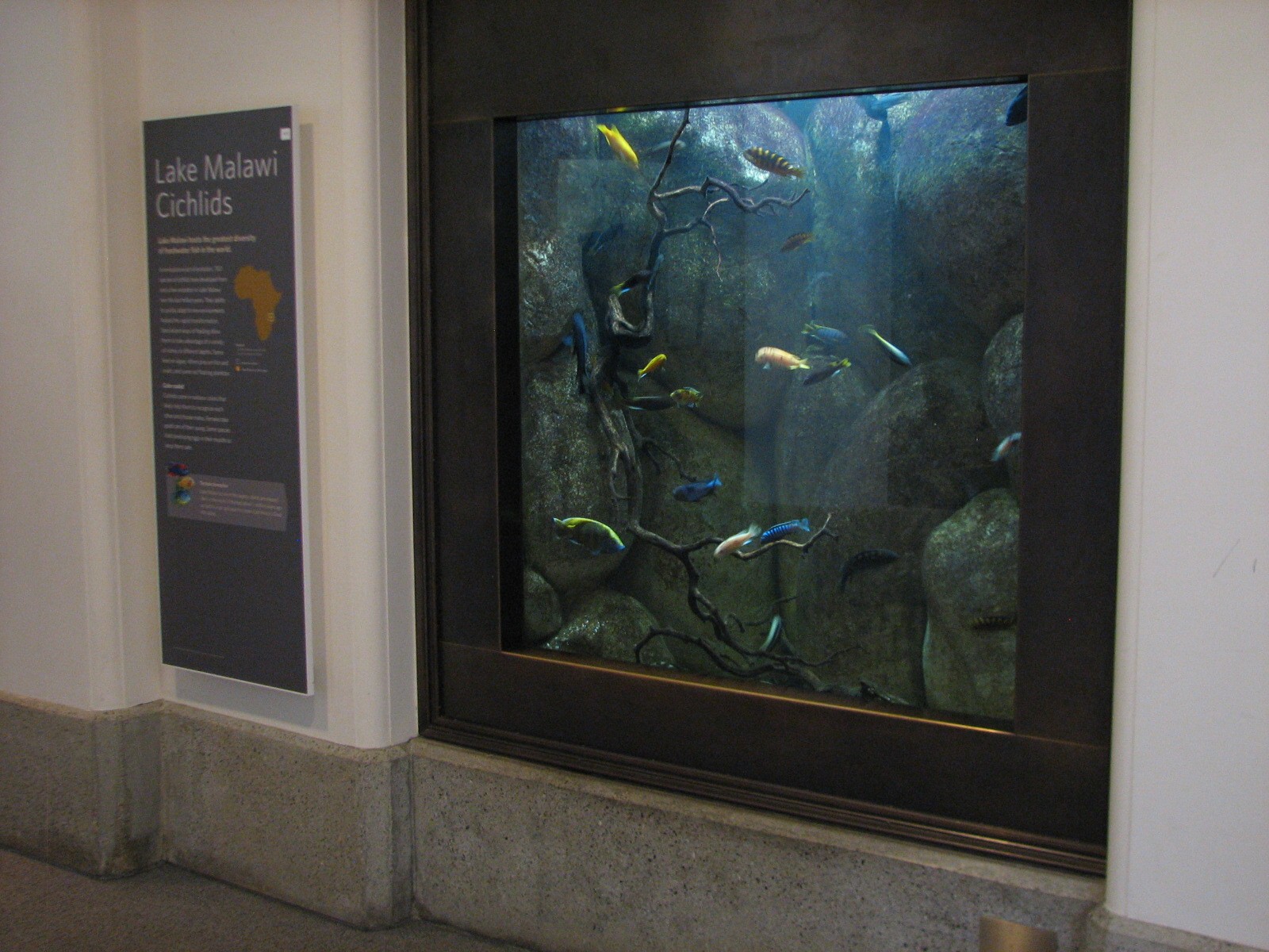African Hall - Lake Malawi Cichlids Exhibit