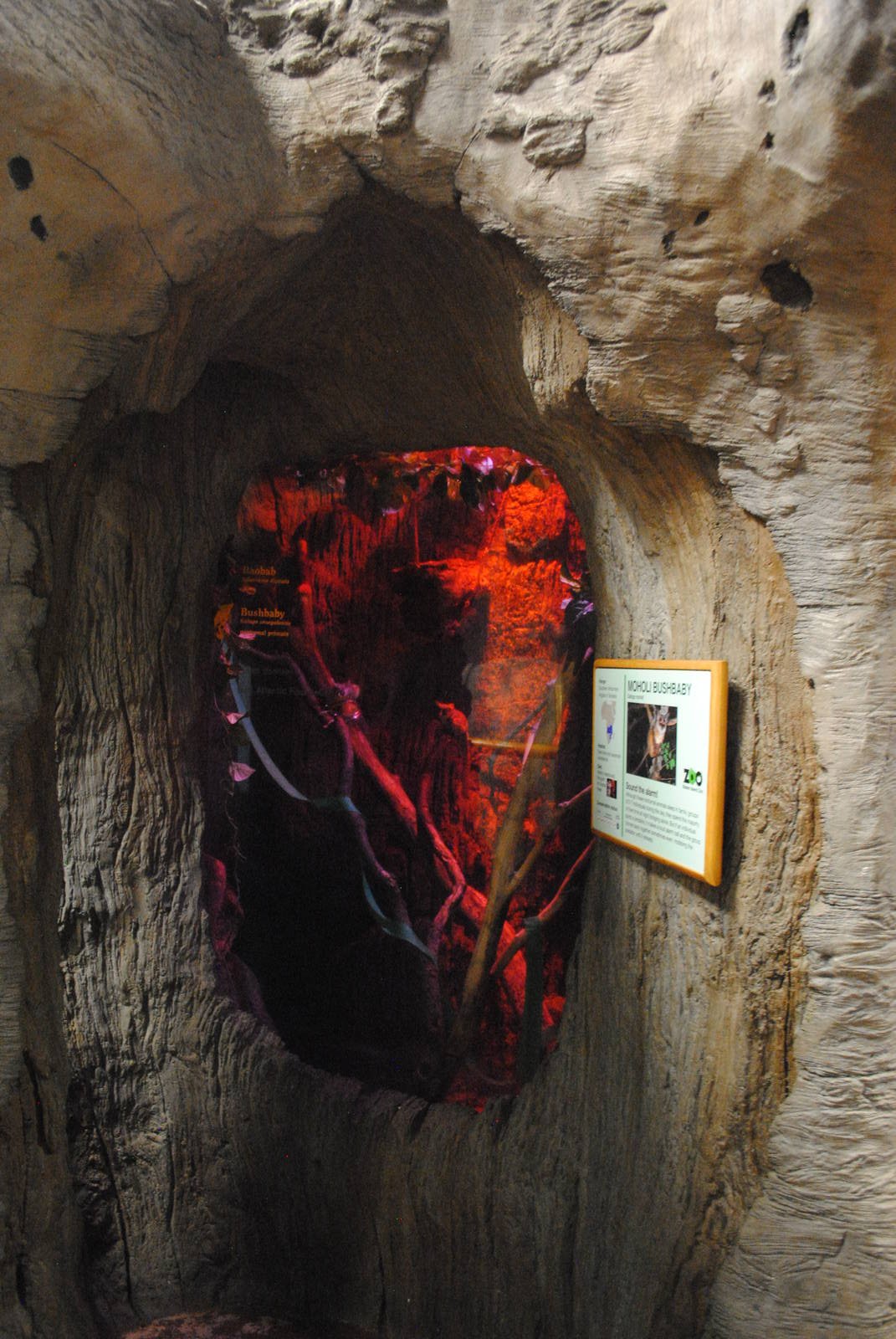African Hall - Moholi Galago exhibit (inside the Baobab Tree)
