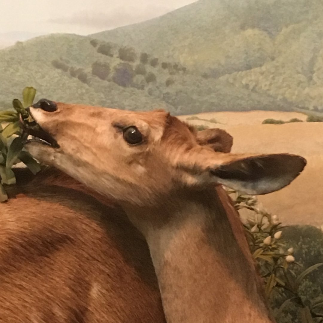 African Hall Mountain Nyala Browsing