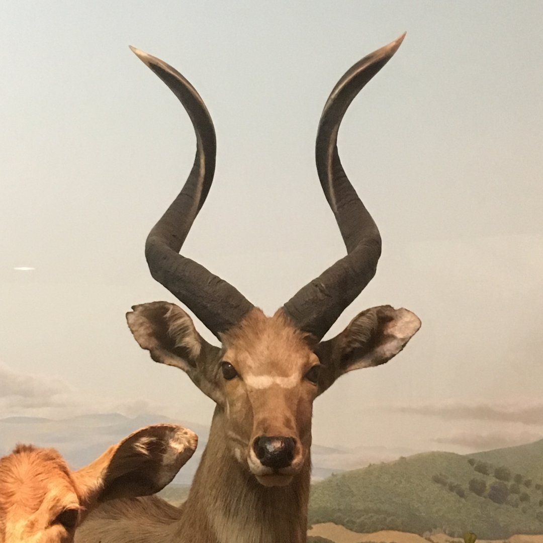 African Hall Mountain Nyala Bull