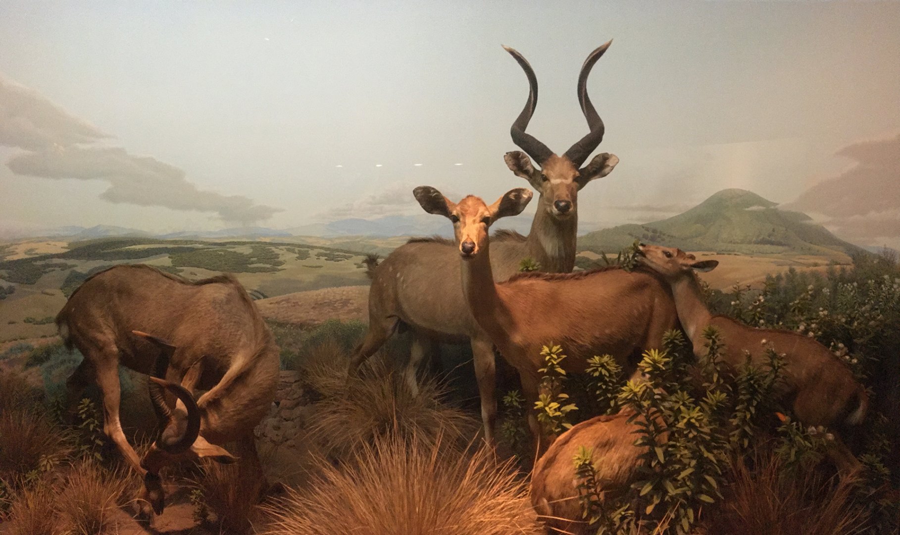 African Hall Mountain Nyalas Closeup