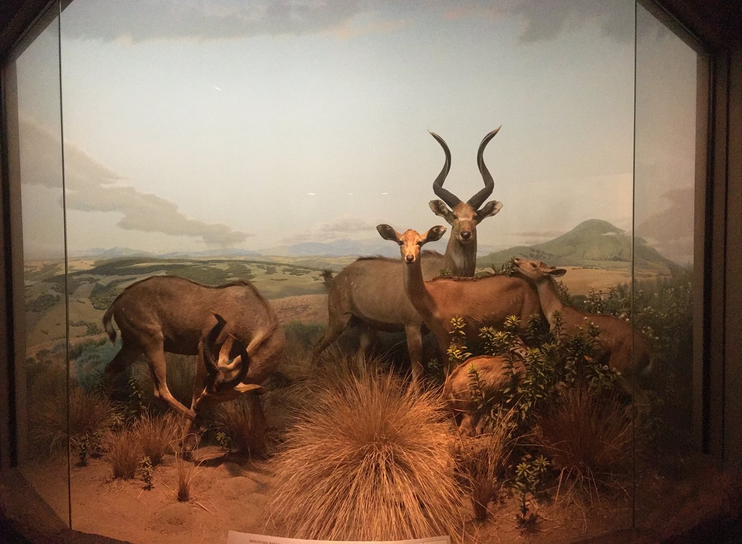 African Hall Mountain Nyalas