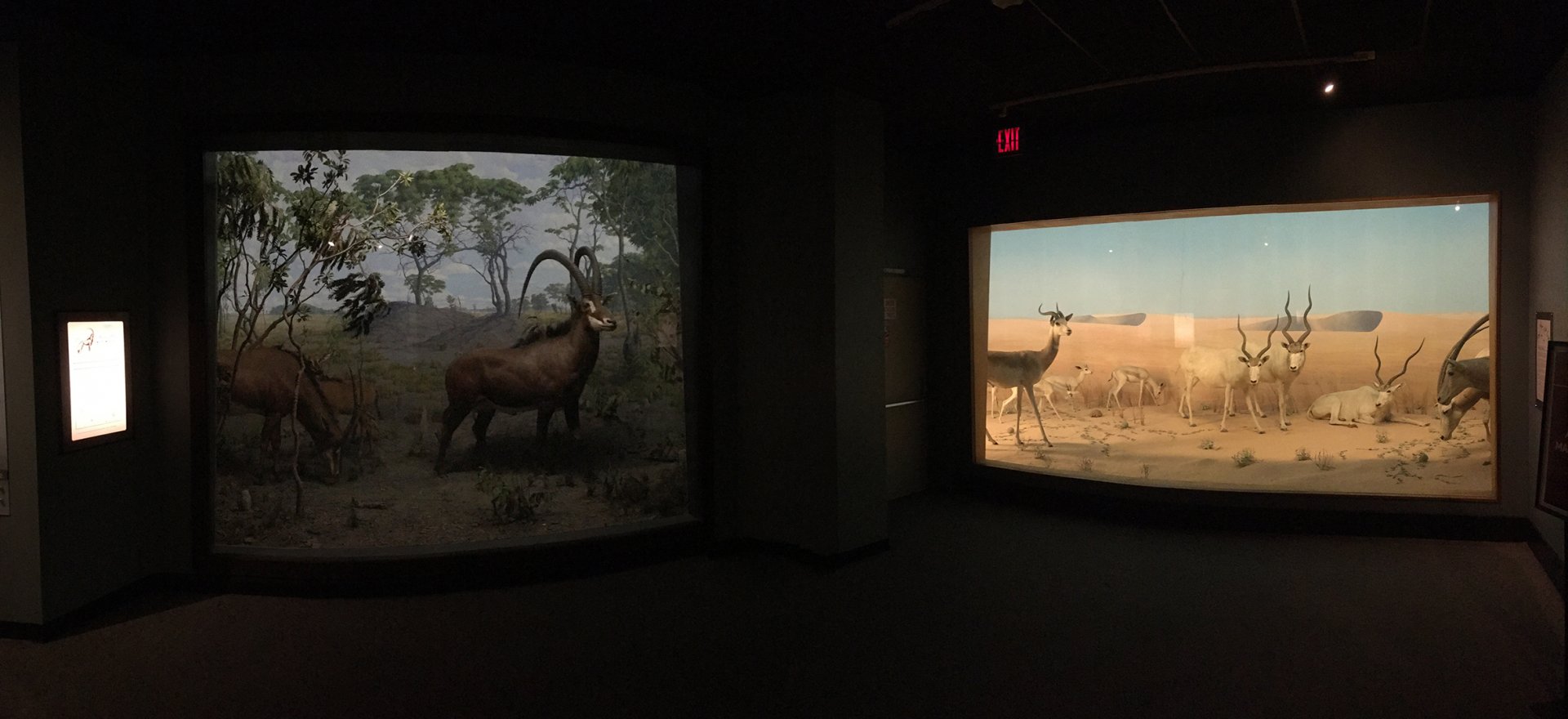 African Hall Panorama