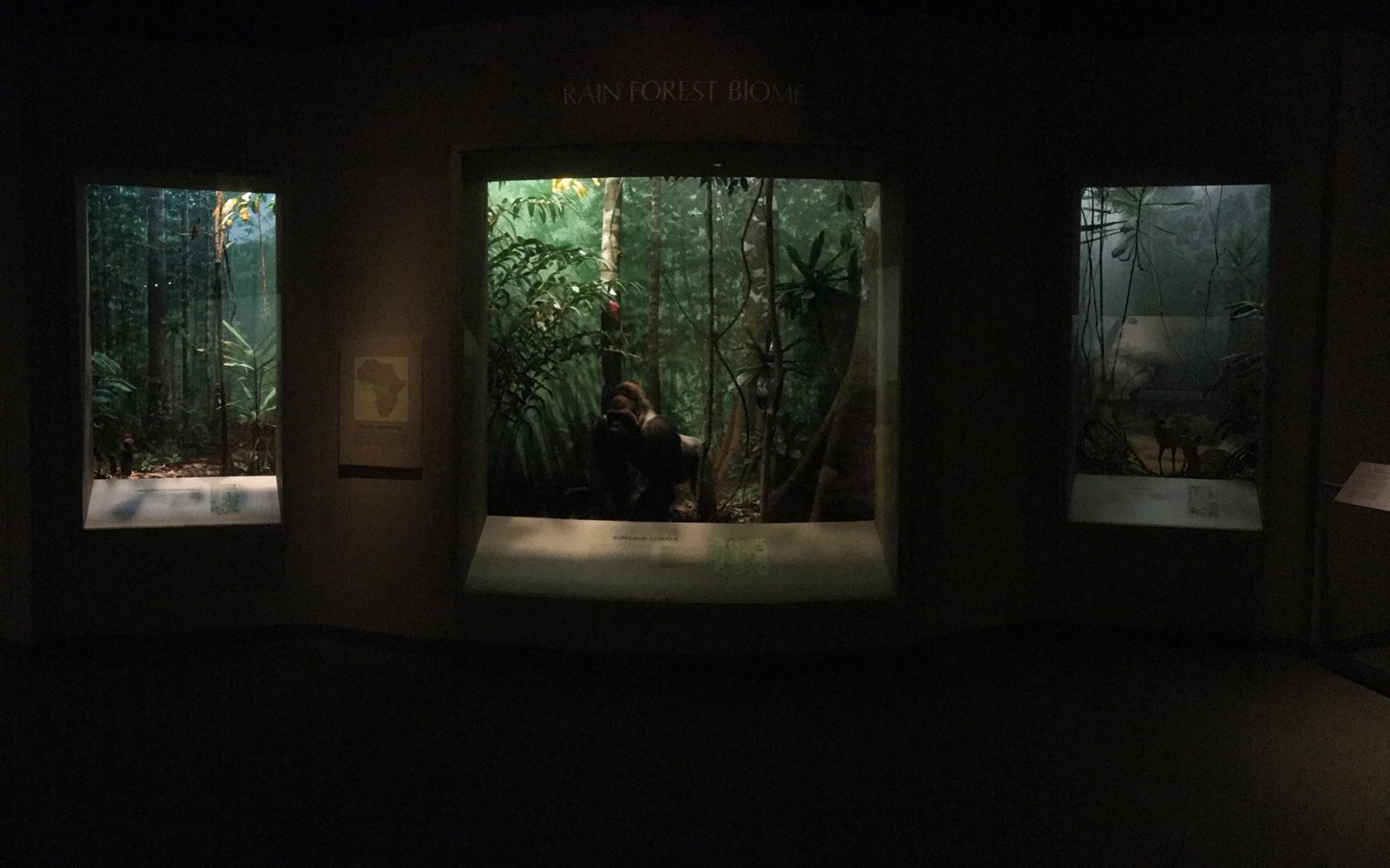 African Hall Rainforest Dioramas
