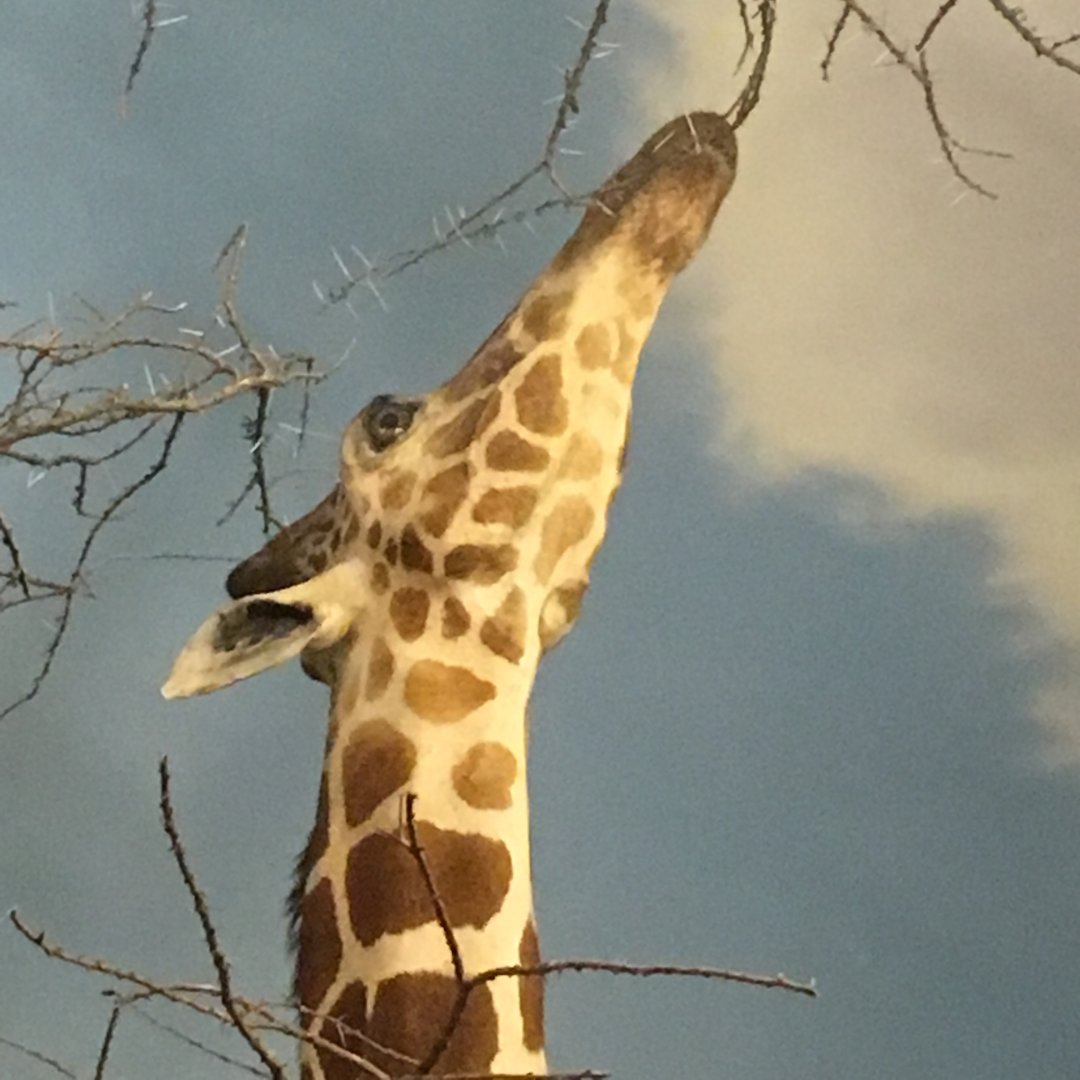 African Hall Reticulated Giraffe Closeup